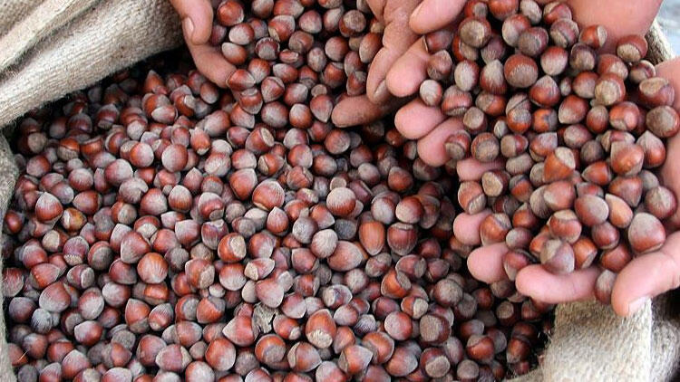 Karadenizli fındık üreticileri “kurutma” mesaisinde