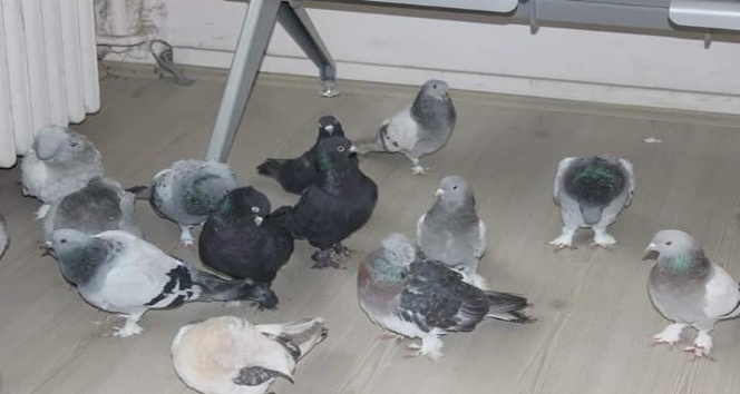 Güvercin hırsızları kıskıvrak yakalandı