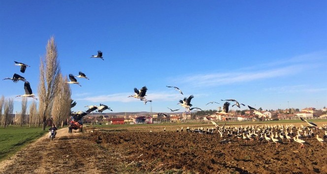 Yüzlerce leylek yakından görüntülendi