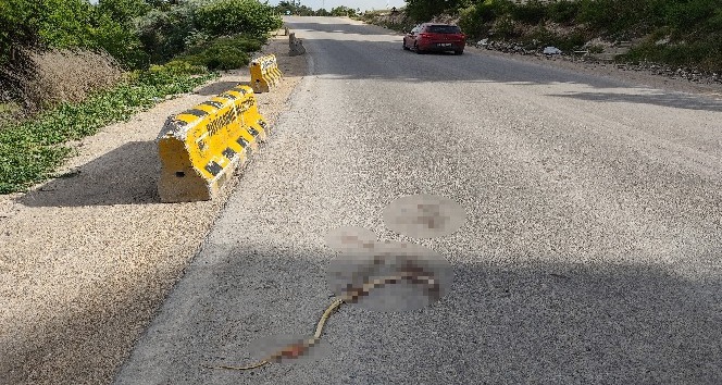 Artan yılan ölümleri tedirgin ediyor