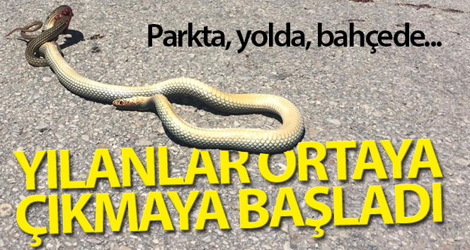 Yılanlar havaların iyice ısınmasıyla ortaya çıkmaya başladı