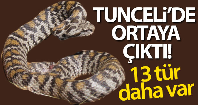 Tunceli’de Wagner Engereği tespit edildi