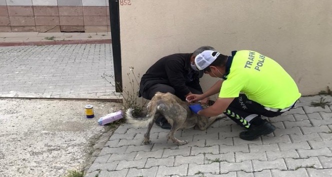 Hasta olan köpeği yakalayıp iğnesini yapan trafik polisi büyük takdir topladı