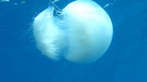 İstanbul Boğazı’nı istila etmişlerdi! Nedeni ortaya çıktı