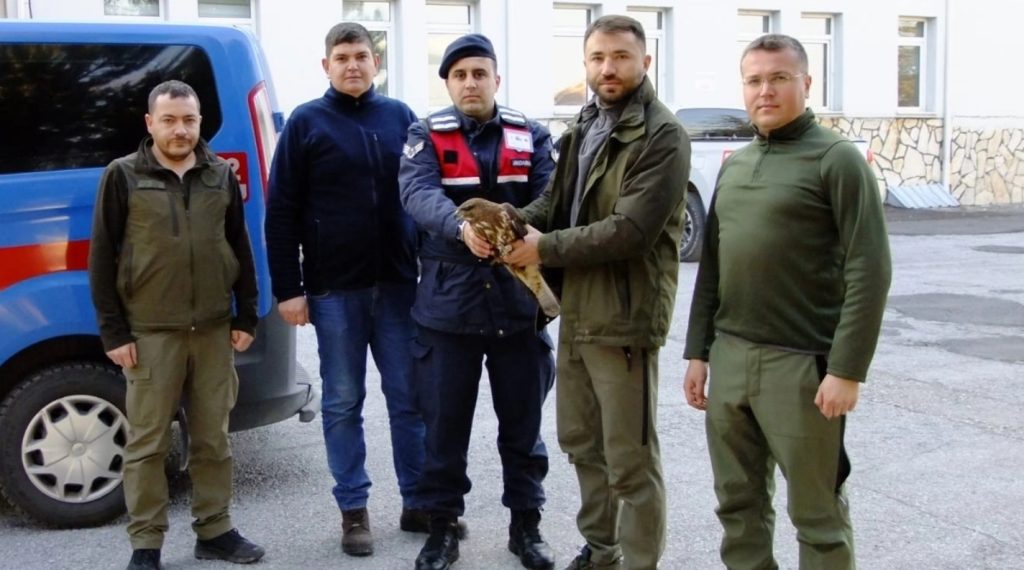 Yaralı şahini jandarma kurtardı