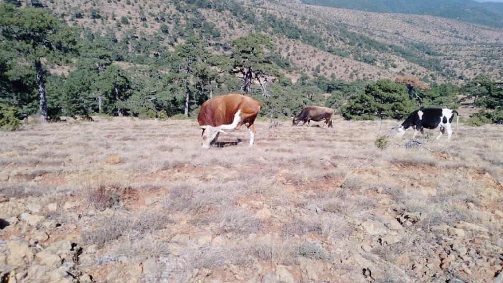 Kaybolan 15 hayvanlık sürüyü jandarma drone ile buldu