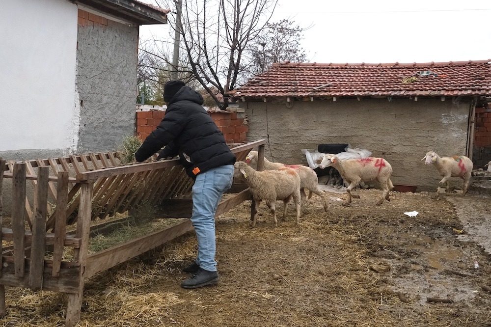 Alpu’daki çiftçilere küçükbaş hayvanları teslim edildi
