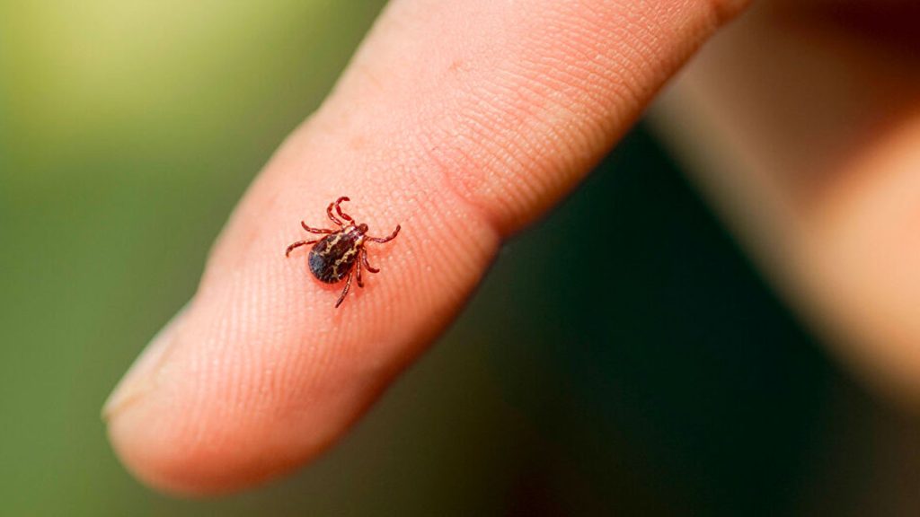 Valilikten ‘kene’ uyarısı!