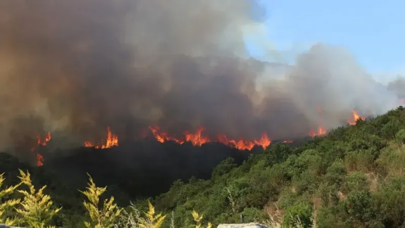 Seyitgazi’de orman yangını!