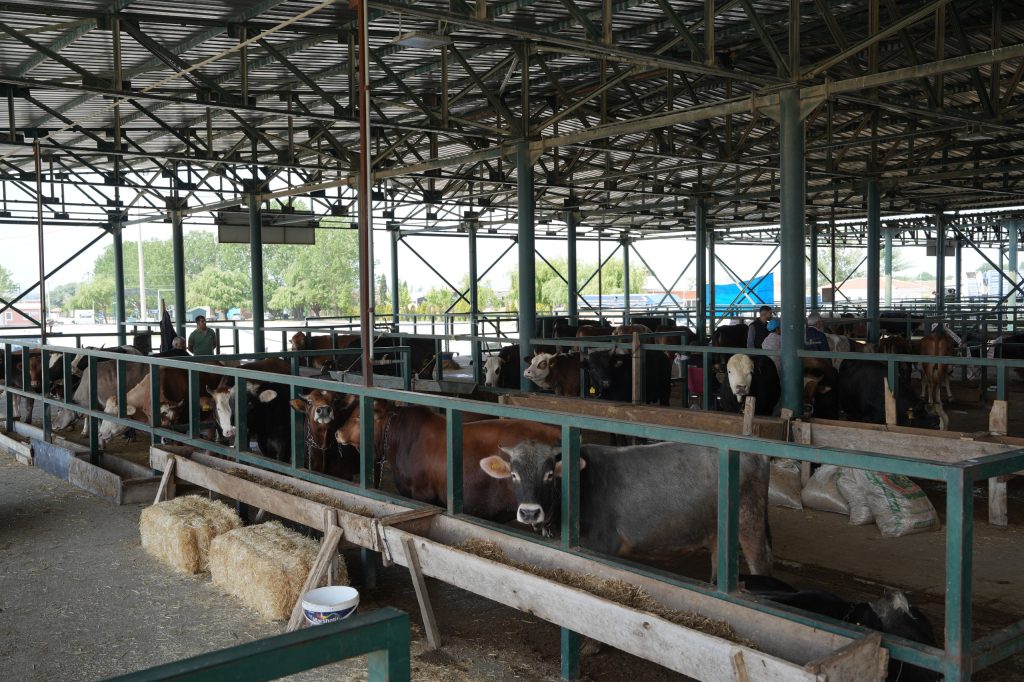 Eskişehir Hayvan Pazarı şap riski nedeniyle kapatıldı