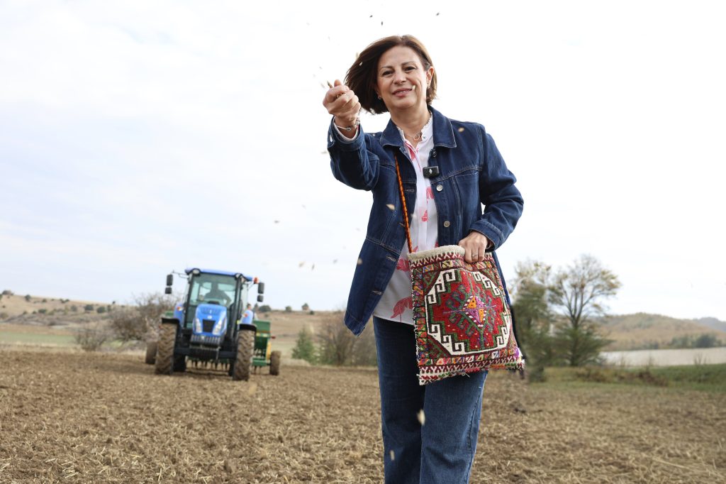 Kıvılca buğdayı 5 bin yıl sonra yeniden ekildi