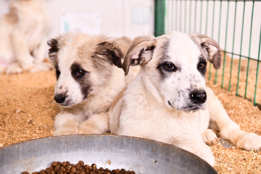Doğal Yaşam Merkezi’ndeki sahipsiz hayvanlar sıcak yuva arıyor