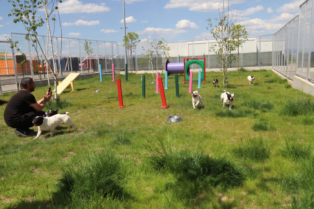 Ayrılmasını istemediği köpeklerine Hayvan Bakım Evi sahip çıktı