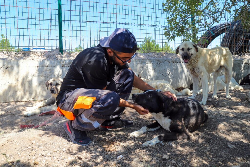 Kıravdan’da sahipsiz hayvanlar için doğayla iç içe yaşam