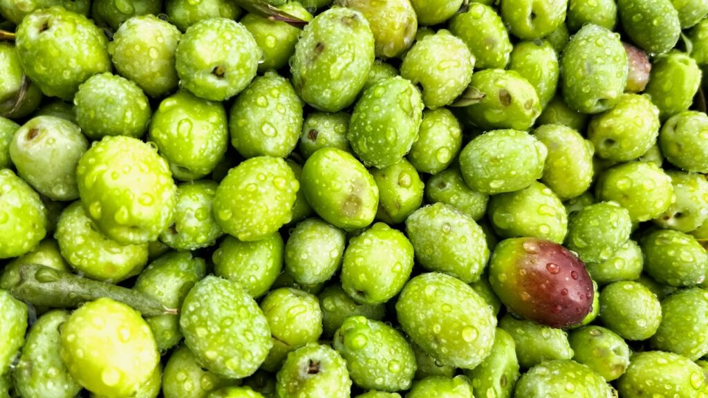 Ödüllü Dorlion zeytinyağında erken hasat heyecanı