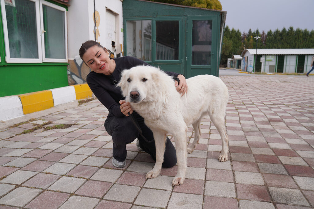Doğal Yaşam Merkezi’nde 12 köpek sıcak yuva buldu